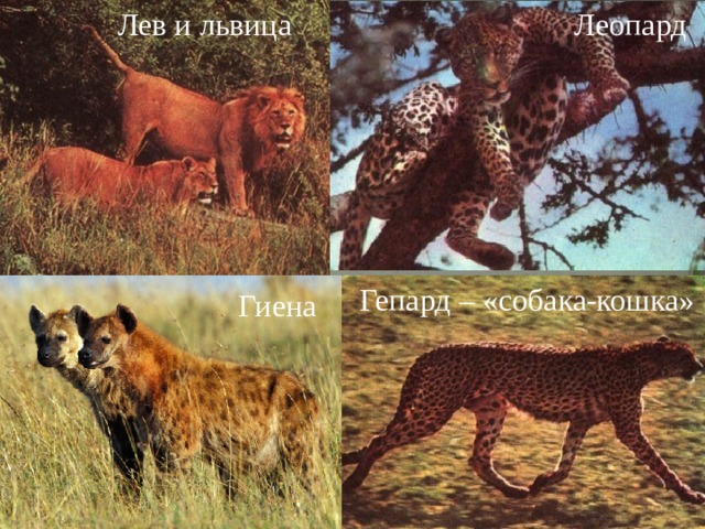 Лев и львица Леопард Гепард – «собака-кошка» Гиена 