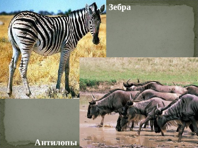 Зебра Антилопы 