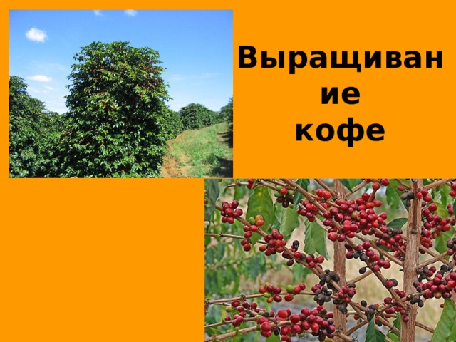 Выращивание  кофе 