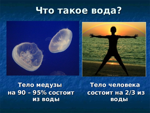 Что такое вода? Тело медузы на 90 – 95%  состоит из воды Тело человека состоит на 2 / 3 из воды  