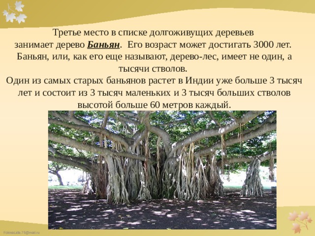 Третье место в списке долгоживущих деревьев занимает дерево Баньян . Его возраст может достигать 3000 лет. Баньян, или, как его еще называют, дерево-лес, имеет не один, а тысячи стволов. Один из самых старых баньянов растет в Индии уже больше 3 тысяч лет и состоит из 3 тысяч маленьких и 3 тысяч больших стволов высотой больше 60 метров каждый. 