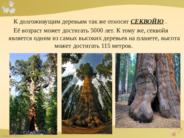   К долгоживущим деревьям так же относят СЕКВОЙЮ . Её возраст может достигать 5000 лет. К тому же, cеквойя является одним из самых высоких деревьев на планете, высота может достигать 115 метров. 