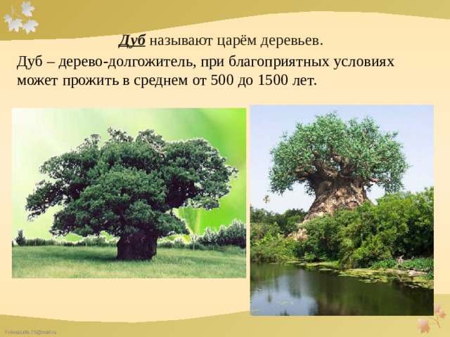 Дуб называют царём деревьев. Дуб – дерево-долгожитель, при благоприятных условиях может прожить в среднем от 500 до 1500 лет. 