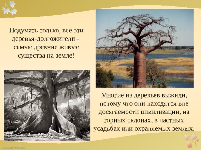  Подумать только, все эти деревья-долгожители - самые древние живые существа на земле! Многие из деревьев выжили, потому что они находятся вне досягаемости цивилизации, на горных склонах, в частных усадьбах или охраняемых землях. 