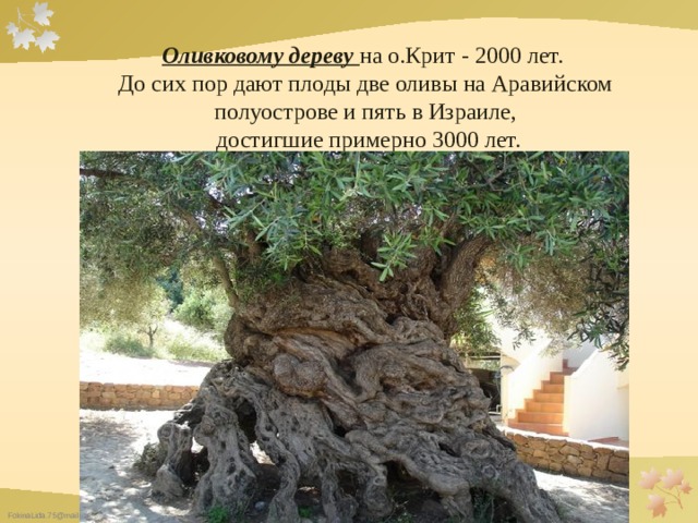Оливковому дереву  на о.Крит - 2000 лет. До сих пор дают плоды две оливы на Аравийском полуострове и пять в Израиле,  достигшие примерно 3000 лет. 