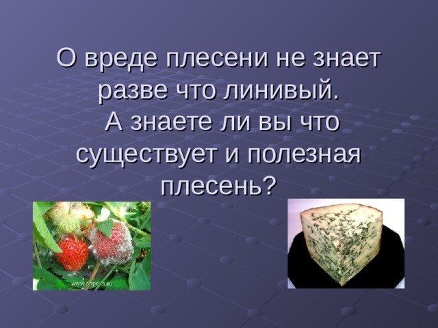 Презентация "исследовательская работа плесень тоже гриб"