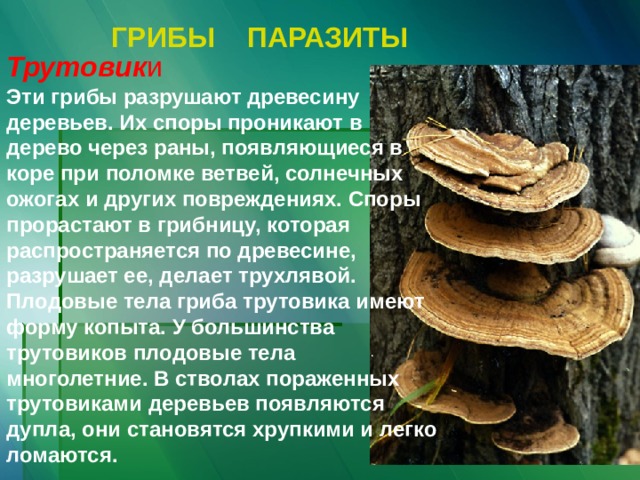 ГРИБЫ  ПАРАЗИТЫ  Трутовик и Эти грибы разрушают древесину деревьев. Их споры проникают в дерево через раны, появляющиеся в коре при поломке ветвей, солнечных ожогах и других повреждениях. Споры прорастают в грибницу, которая распространяется по древесине, разрушает ее, делает трухлявой. Плодовые тела гриба трутовика имеют форму копыта. У большинства трутовиков плодовые тела многолетние. В стволах пораженных трутовиками деревьев появляются дупла, они становятся хрупкими и легко ломаются.  