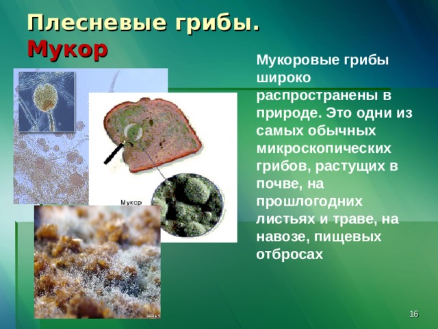 Плесневые грибы.  Мукор  Мукоровые грибы широко распространены в природе. Это одни из самых обычных микроскопических грибов, растущих в почве, на прошлогодних листьях и траве, на навозе, пищевых отбросах  