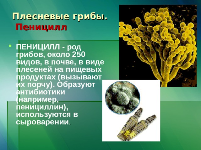 Плесневые грибы.  Пеницилл ПЕНИЦИЛЛ - род грибов, около 250 видов, в почве, в виде плесеней на пищевых продуктах (вызывают их порчу). Образуют антибиотики (например, пенициллин), используются в сыроварении . 