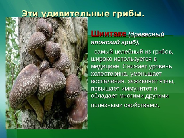 Эти удивительные грибы.   Шиитаке  (древесный японский гриб),   самый целебный из грибов, широко используется в медицине. Снижает уровень холестерина, уменьшает воспаления, заживляет язвы, повышает иммунитет и обладает многими другими полезными свойствами . 