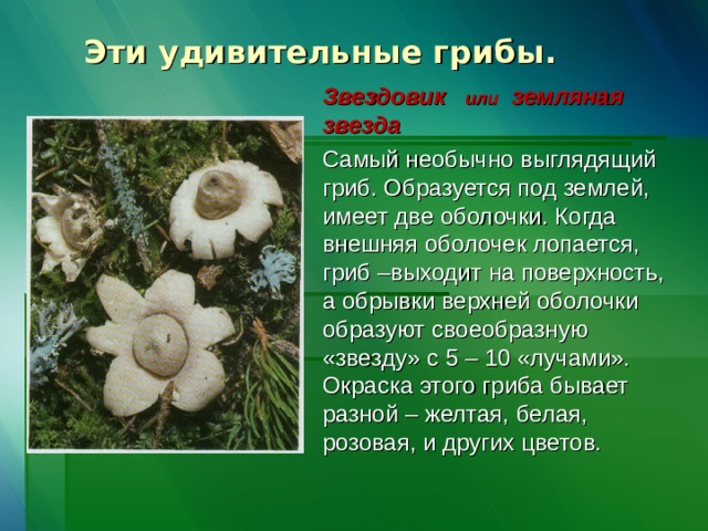 Эти удивительные грибы.   Звездовик или земляная звезда Самый необычно выглядящий гриб. Образуется под землей, имеет две оболочки. Когда внешняя оболочек лопается, гриб –выходит на поверхность, а обрывки верхней оболочки образуют своеобразную «звезду» с 5 – 10 «лучами». Окраска этого гриба бывает разной – желтая, белая, розовая, и других цветов. 