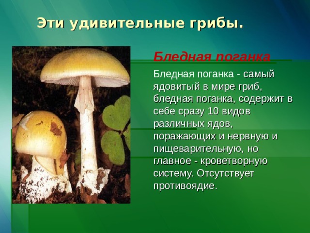 Эти удивительные грибы.   Бледная поганка Бледная поганка - самый ядовитый в мире гриб, бледная поганка, содержит в себе сразу 10 видов различных ядов, поражающих и нервную и пищеварительную, но главное - кроветворную систему. Отсутствует противоядие. 