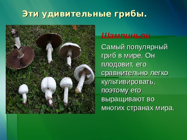 Эти удивительные грибы.   Шампиньон  Самый популярный гриб в мире. Он плодовит, его сравнительно легко культивировать, поэтому его выращивают во многих странах мира.     