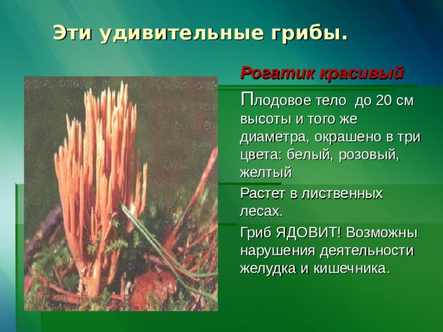 Эти удивительные грибы.   Рогатик красивый П лодовое тело до 20 см высоты и того же диаметра, окрашено в три цвета: белый, розовый, желтый Растет в лиственных лесах. Гриб ЯДОВИТ! Возможны нарушения деятельности желудка и кишечника. 