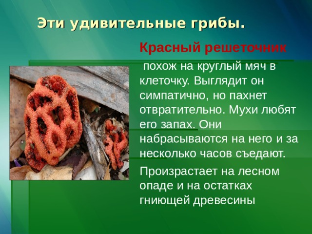 Эти удивительные грибы.   Красный решеточник  похож на круглый мяч в клеточку. Выглядит он симпатично, но пахнет отвратительно. Мухи любят его запах. Они набрасываются на него и за несколько часов съедают. Произрастает на лесном опаде и на остатках гниющей древесины 