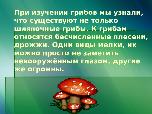 При изучении грибов мы узнали, что существуют не только шляпочные грибы. К грибам относятся бесчисленные плесени, дрожжи. Одни виды мелки, их можно просто не заметить невооружённым глазом, другие же огромны. 