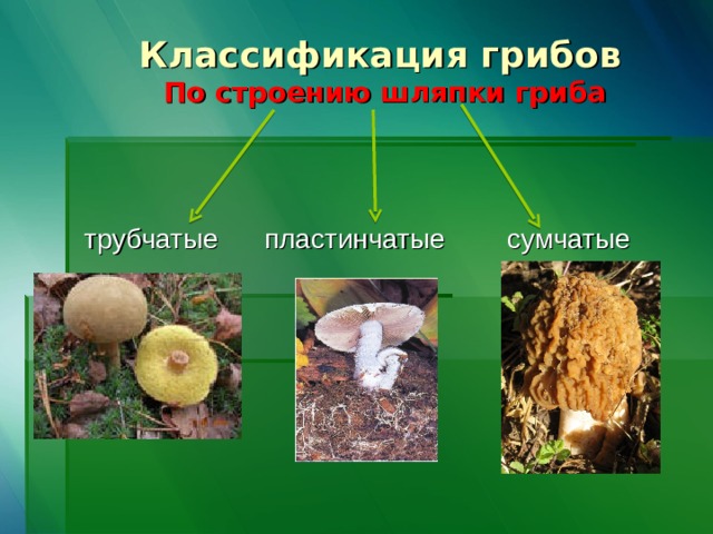 Классификация грибов  По строению шляпки гриба трубчатые пластинчатые сумчатые 