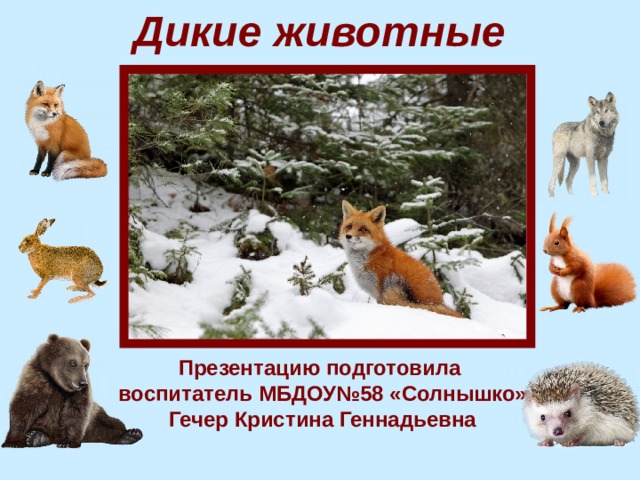  Дикие животные Презентацию подготовила воспитатель МБДОУ№58 «Солнышко» Гечер Кристина Геннадьевна 