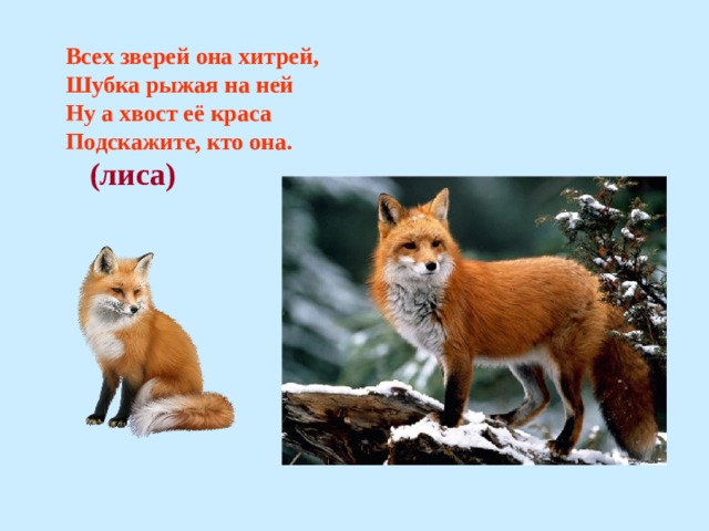 Всех зверей она хитрей, Шубка рыжая на ней Ну а хвост её краса Подскажите, кто она. (лиса) 