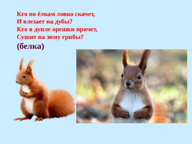 Кто по ёлкам ловко скачет, И влезает на дубы? Кто в дупле орешки прячет, Сушит на зиму грибы?  (белка) 