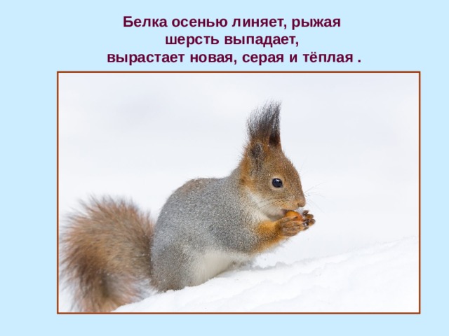 Белка осенью линяет, рыжая шерсть выпадает,  вырастает новая, серая и тёплая . 
