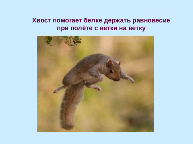 Хвост помогает белке держать равновесие  при полёте с ветки на ветку 