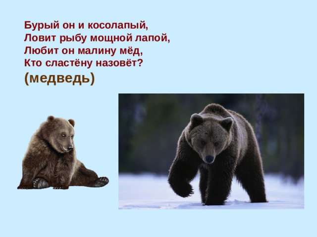 Косолапый синоним. Почему медведь косолапый. Как ласково назвать медведя. Почему медведя называют косолапый. Как назвать мишку ласково.