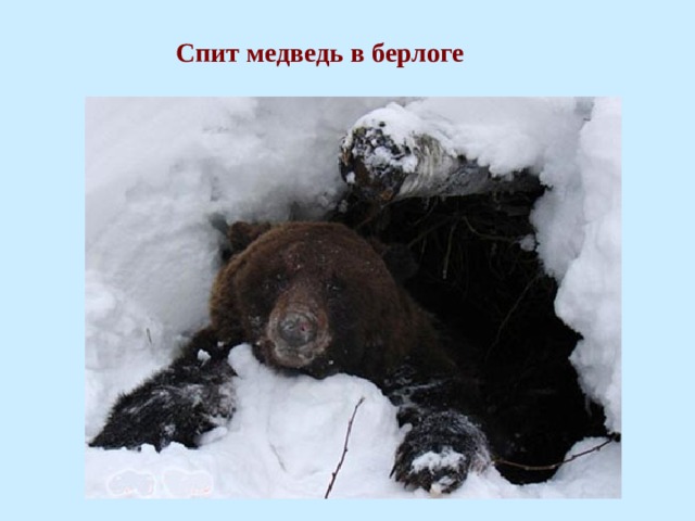  Спит медведь в берлоге 