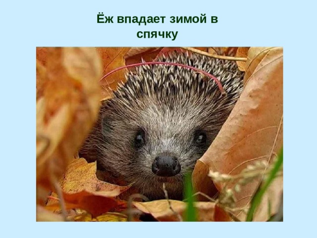 Ёж впадает зимой в спячку 