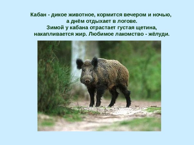 Кабан - дикое животное, кормится вечером и ночью,  а днём отдыхает в логове.  Зимой у кабана отрастает густая щетина,  накапливается жир. Любимое лакомство - жёлуди. 