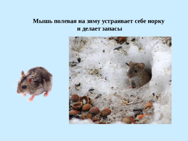 Мышь предложения. Полевая мышь зимой. Норки полевой мыши. Мышь полевка зимой. Запасы мышки на зиму.