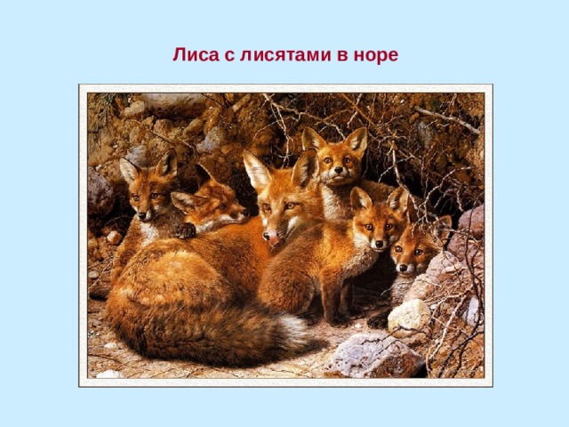  Лиса с лисятами в норе 