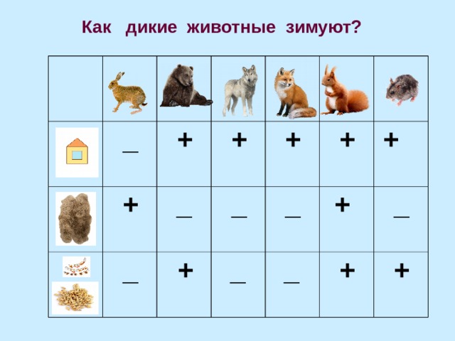 Как дикие животные зимуют?  _  +  +  +  _  _  +  _  +  _  +  _  +  +  _  _  +  + 