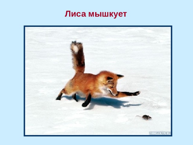 Лиса мышкует 