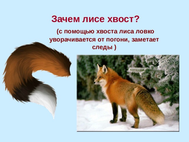 Хвосты помогают животным. Хвост лисы. Пушистый хвост лисы. Зачем лисе хвост. Зачем лисице хвост.