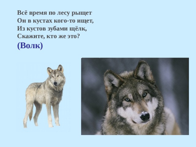 Всё время по лесу рыщет Он в кустах кого-то ищет, Из кустов зубами щёлк, Скажите, кто же это?  (Волк)  
