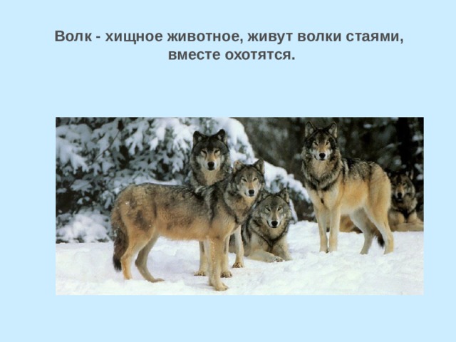 Волк - хищное животное, живут волки стаями, вместе охотятся. 
