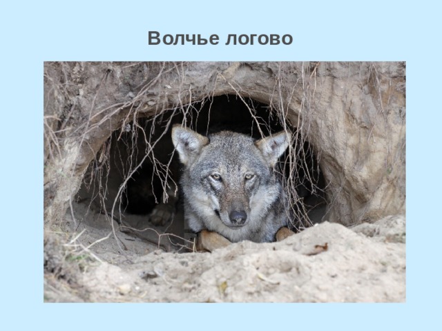 Where do Wolves Live? - Habitat and Distribution