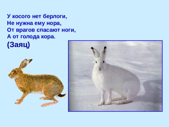 У косого нет берлоги, Не нужна ему нора, От врагов спасают ноги, А от голода кора. (Заяц) 