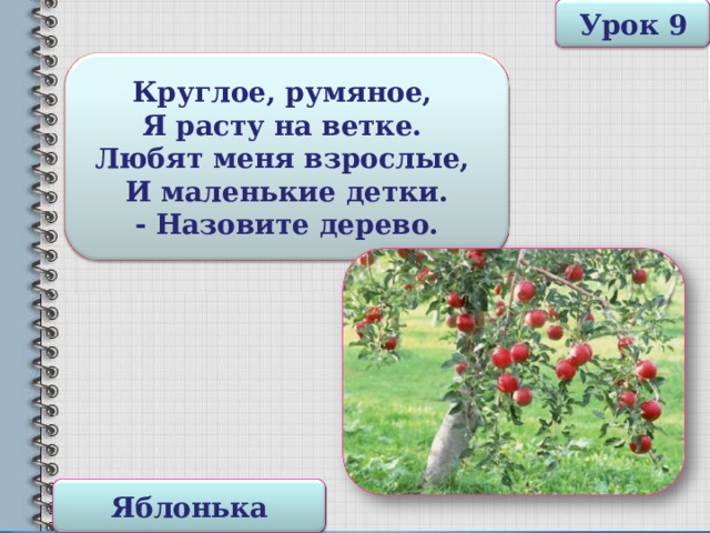 Урок 9 Круглое, румяное, Я расту на ветке. Любят меня взрослые, И маленькие детки. - Назовите дерево. Яблонька 