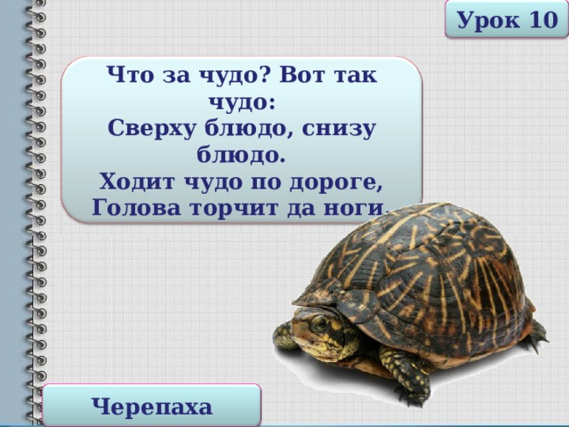 Урок 10 Что за чудо? Вот так чудо: Сверху блюдо, снизу блюдо. Ходит чудо по дороге, Голова торчит да ноги. Черепаха 