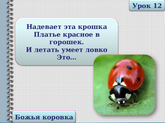 Урок 12 Надевает эта крошка Платье красное в горошек. И летать умеет ловко Это… Божья коровка 