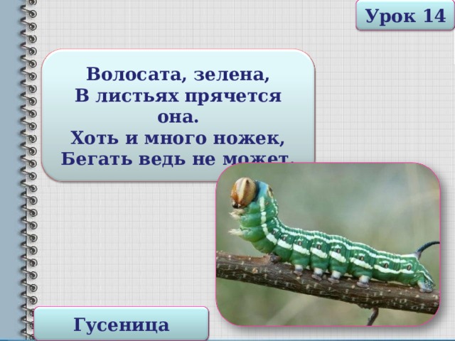 Урок 14 Волосата, зелена, В листьях прячется она. Хоть и много ножек, Бегать ведь не может. Гусеница 