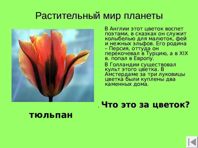 Растительный мир планеты  В Англии этот цветок воспет поэтами, в сказках он служит колыбелью для малюток, фей и нежных эльфов. Его родина – Персия, оттуда он перекочевал в Турцию, а в Х I Х в. попал в Европу.  В Голландии существовал культ этого цветка. В Амстердаме за три луковицы цветка были куплены два каменных дома. . Что это за цветок?  тюльпан 