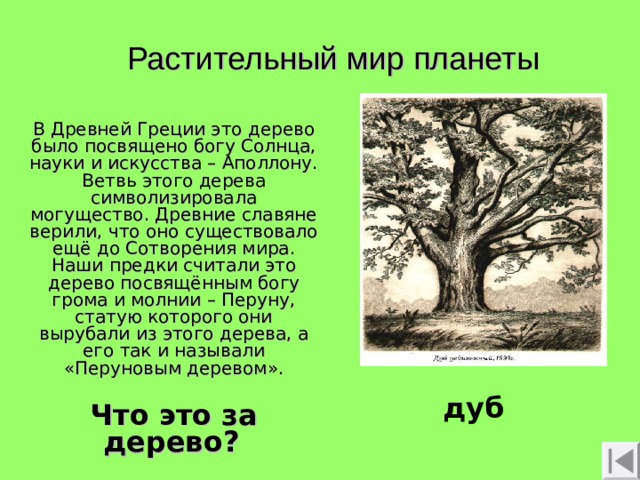 Растительный мир планеты В Древней Греции это дерево было посвящено богу Солнца, науки и искусства – Аполлону. Ветвь этого дерева символизировала могущество. Древние славяне верили, что оно существовало ещё до Сотворения мира. Наши предки считали это дерево посвящённым богу грома и молнии – Перуну, статую которого они вырубали из этого дерева, а его так и называли «Перуновым деревом». Что это за дерево?  дуб 