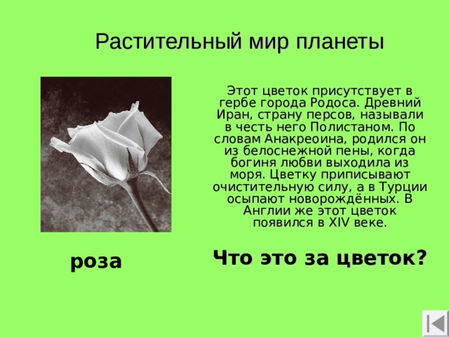 Растительный мир планеты Этот цветок присутствует в гербе города Родоса. Древний Иран, страну персов, называли в честь него Полистаном. По словам Анакреоина, родился он из белоснежной пены, когда богиня любви выходила из моря. Цветку приписывают очистительную силу, а в Турции осыпают новорождённых. В Англии же этот цветок появился в Х IV веке. Что это за цветок? роза 