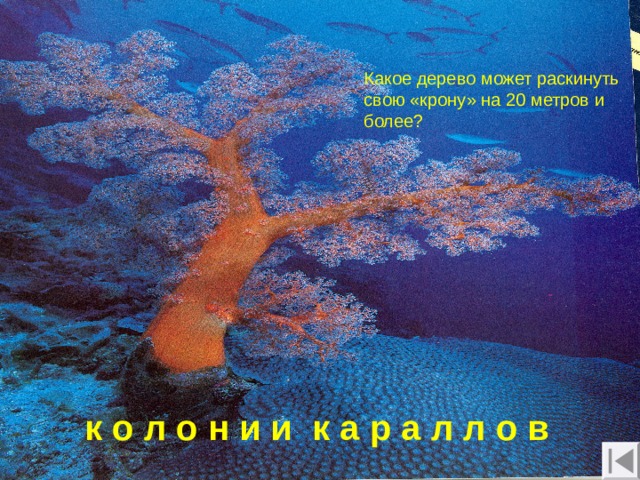 Животный мир планеты Какое дерево может раскинуть свою «крону» на 20 метров и более? к о л о н и и к а р а л л о в 