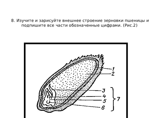 Зарисуйте внешнее строение. Внешнее строение зерновки пшеницы. Строение зерновки пшеницы лабораторная. Строение семени зерновки пшеницы микроскоп. Подпишите части семени Зерновка пшеницы.