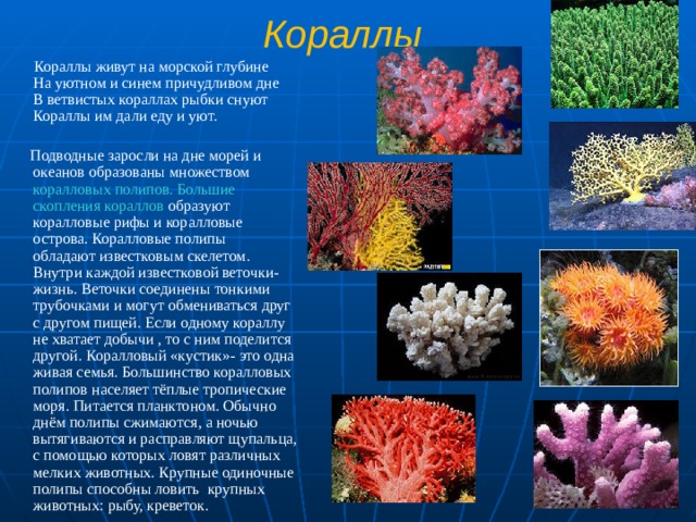 Кораллы   Кораллы живут на морской глубине  На уютном и синем причудливом дне  В ветвистых кораллах рыбки снуют  Кораллы им дали еду и уют.  Подводные заросли на дне морей и океанов образованы множеством коралловых полипов. Большие скопления кораллов образуют коралловые рифы и коралловые острова. Коралловые полипы обладают известковым скелетом. Внутри каждой известковой веточки- жизнь. Веточки соединены тонкими трубочками и могут обмениваться друг с другом пищей. Если одному кораллу не хватает добычи , то с ним поделится другой. Коралловый «кустик»- это одна живая семья. Большинство коралловых полипов населяет тёплые тропические моря. Питается планктоном. Обычно днём полипы сжимаются, а ночью вытягиваются и расправляют щупальца, с помощью которых ловят различных мелких животных. Крупные одиночные полипы способны ловить крупных животных: рыбу, креветок. 