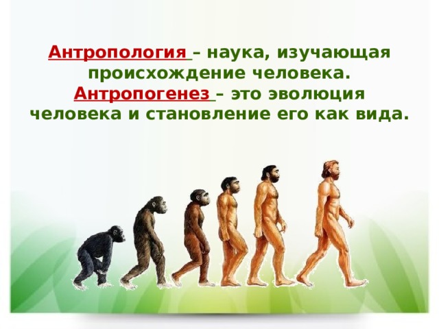 Антропология  – наука, изучающая происхождение человека.  Антропогенез  – это эволюция человека и становление его как вида. 